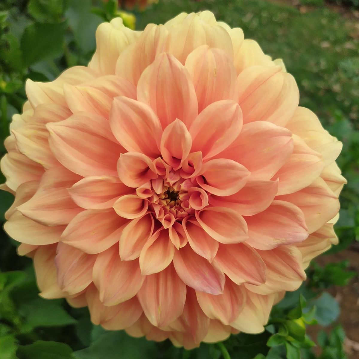 Dahlia- Bracken Palomino (Tuber)